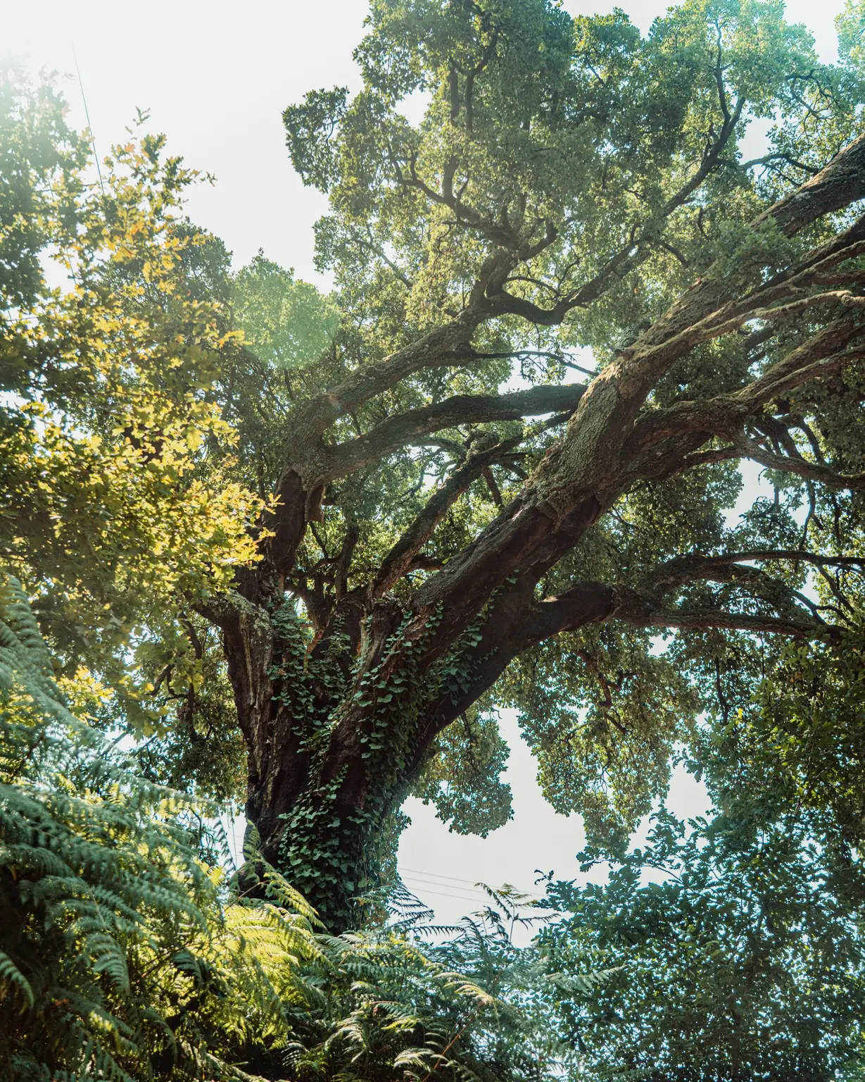 Mesa Aberta and VERDE — community and montado
