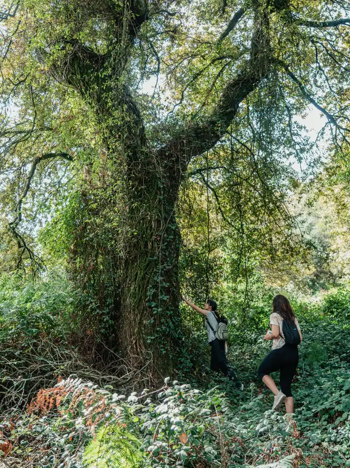Ancient oak tree linked to the VERDE partnership