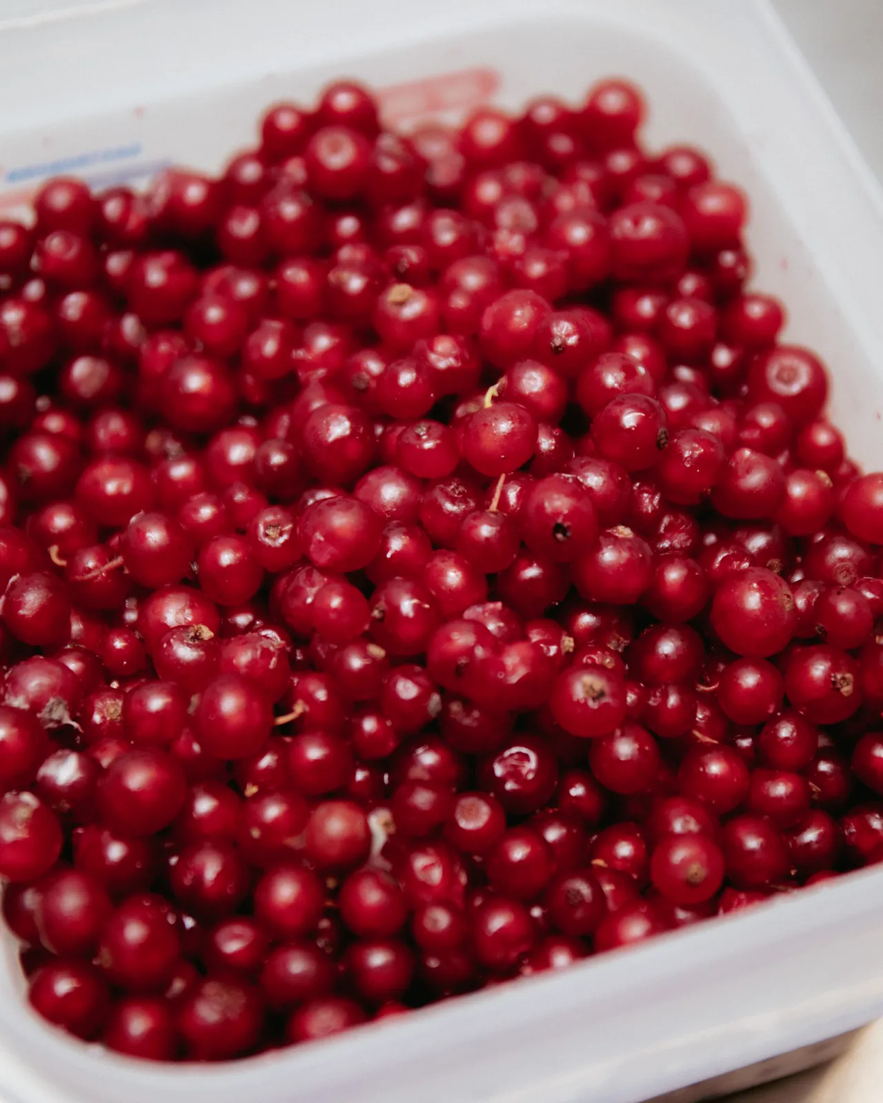 red currants