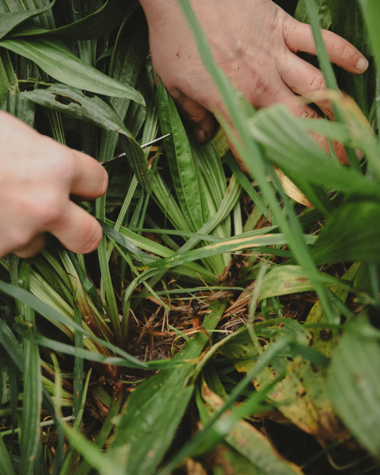 plantago lifted from the field