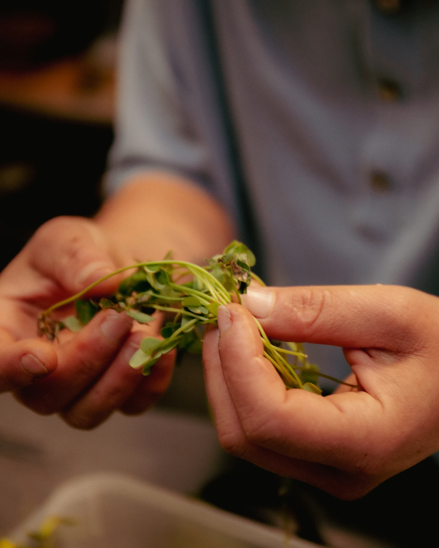 hands preparing fresh herbs, VENN kitchen