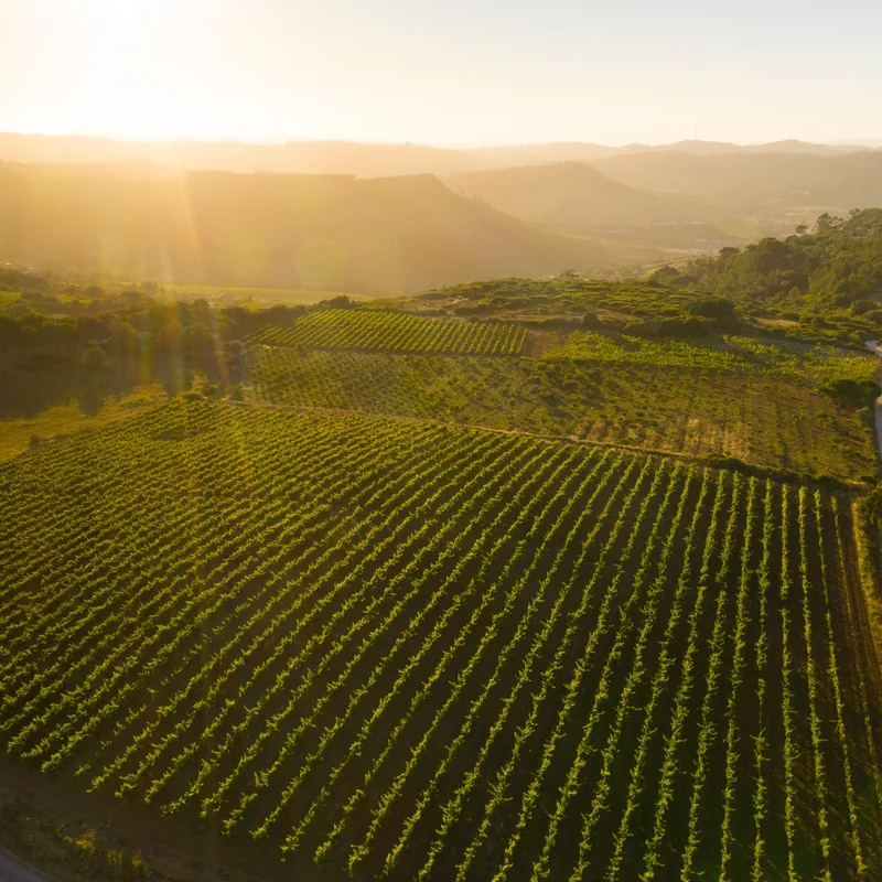 vineyards from the air at sunset, rows running over the hills