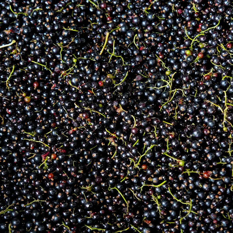 blackcurrants, close up