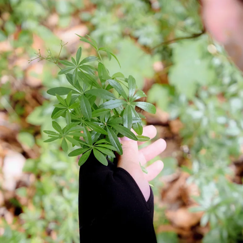 a hand holding a sprig of woodruff in the woods