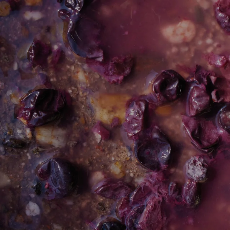 red grapes breaking down as they ferment, close up