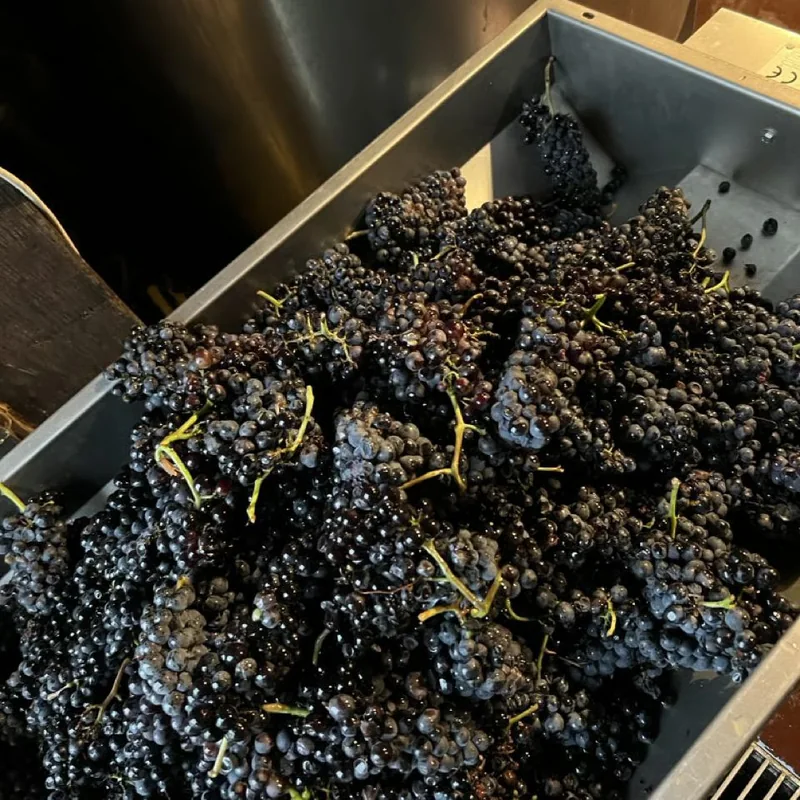 bunches of black grapes in the destemmer at harvest