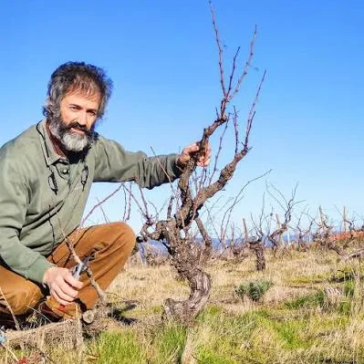 pruning an old vine in winter