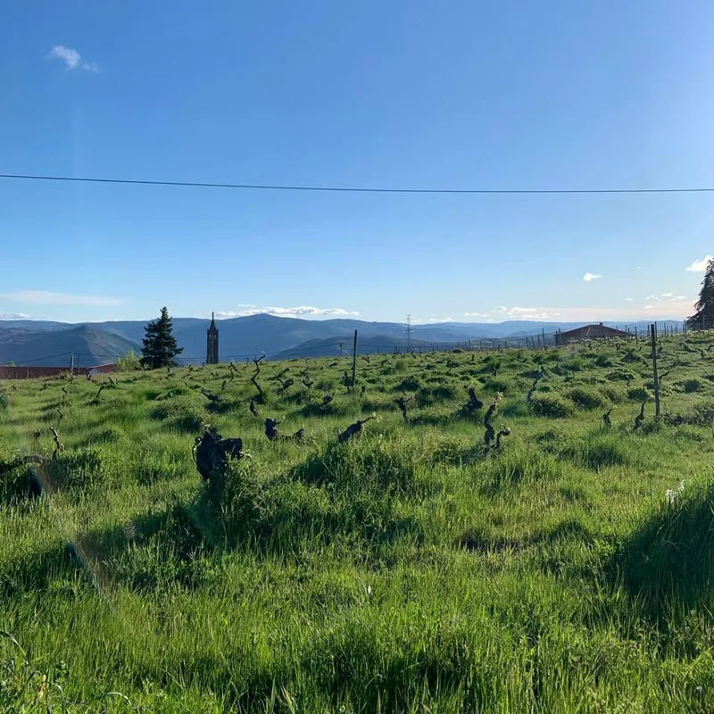 Protótipo's vineyard in spring, old vines in tall grass and hills on the horizon