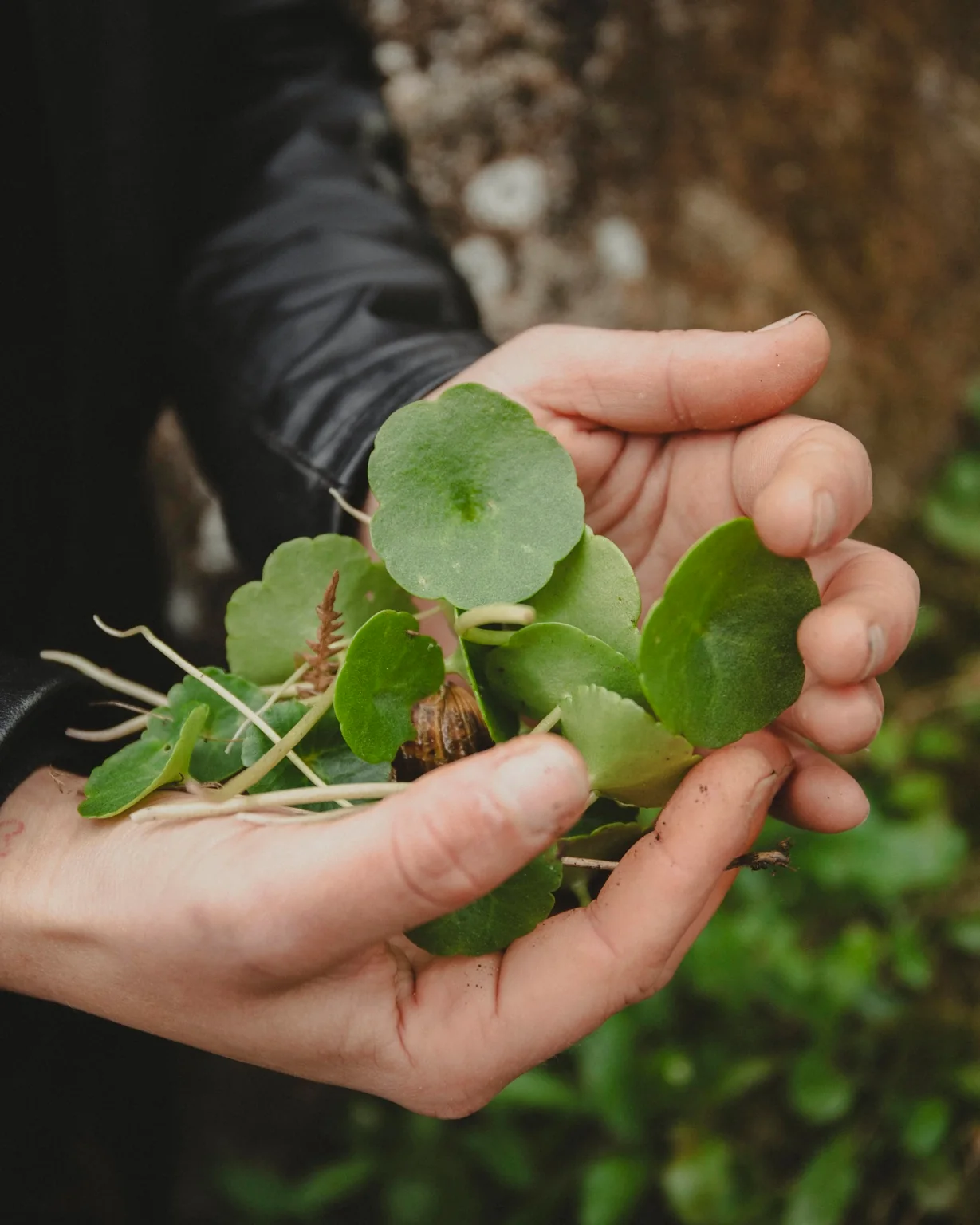 two hands holding nasturtium leaves just picked in the garden