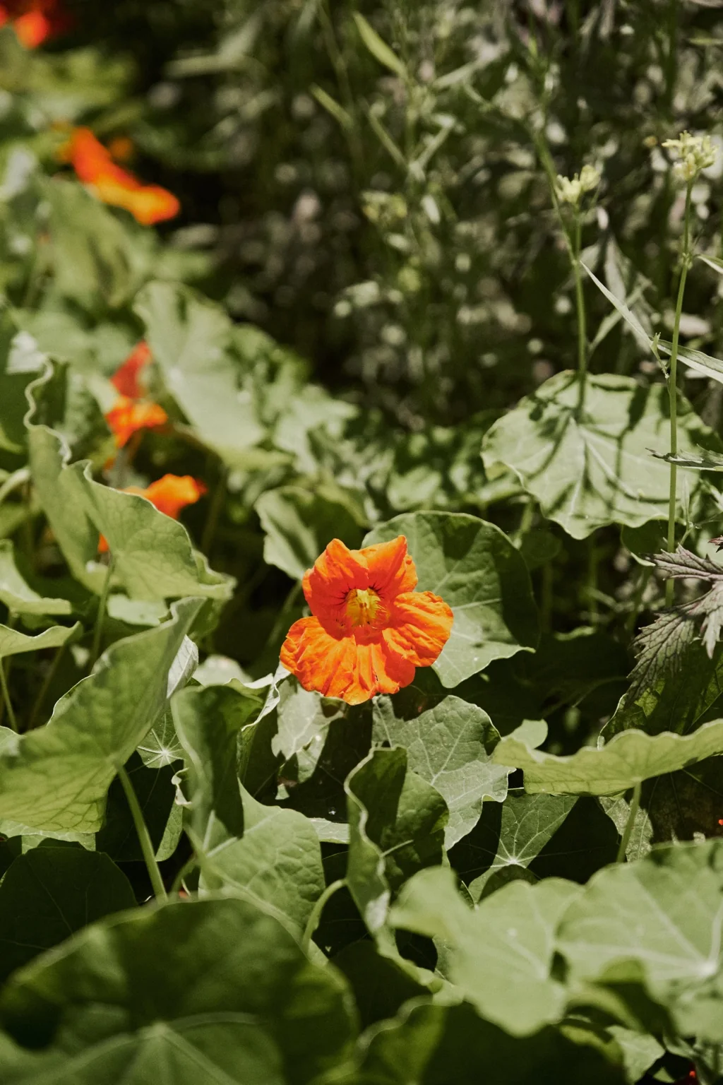 nasturtium, farm