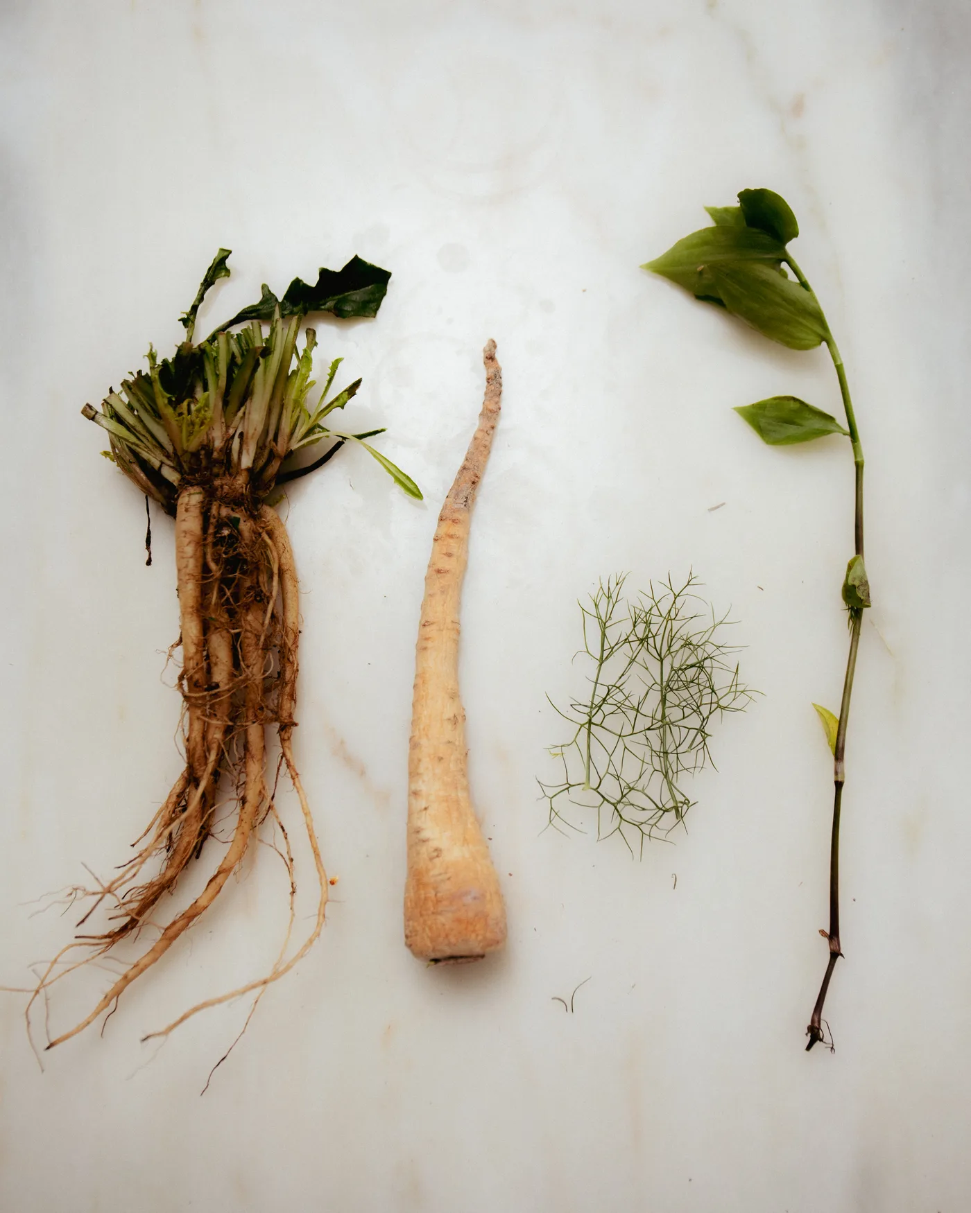 foraged roots and herbs, VENN Canteen