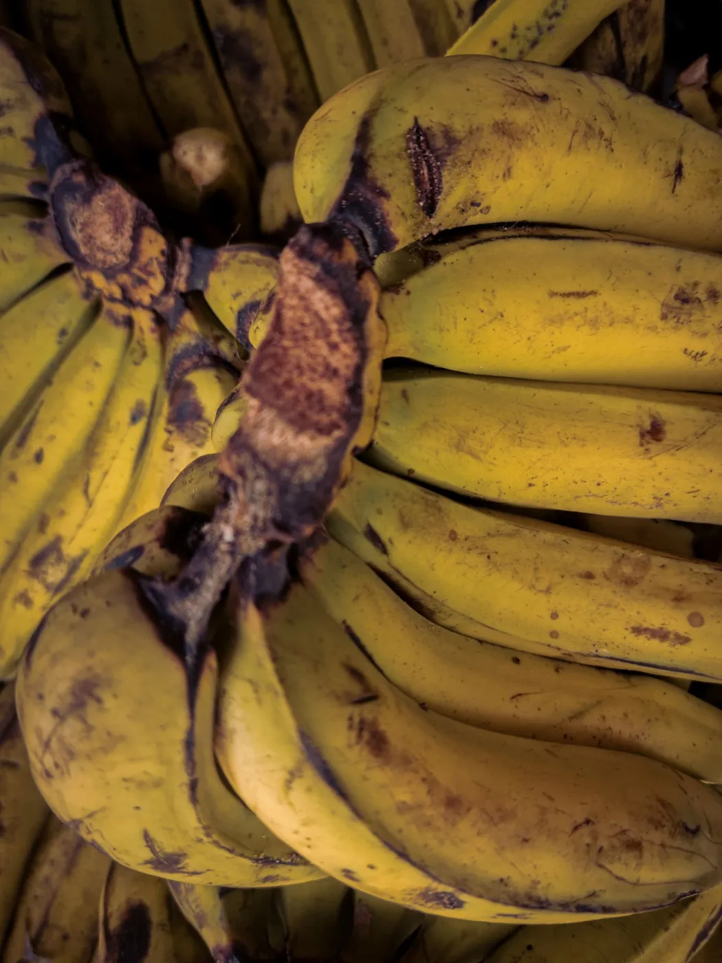 the bananas