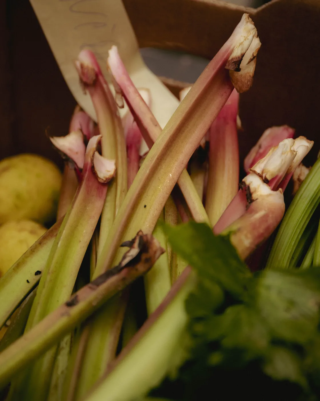 rhubarb