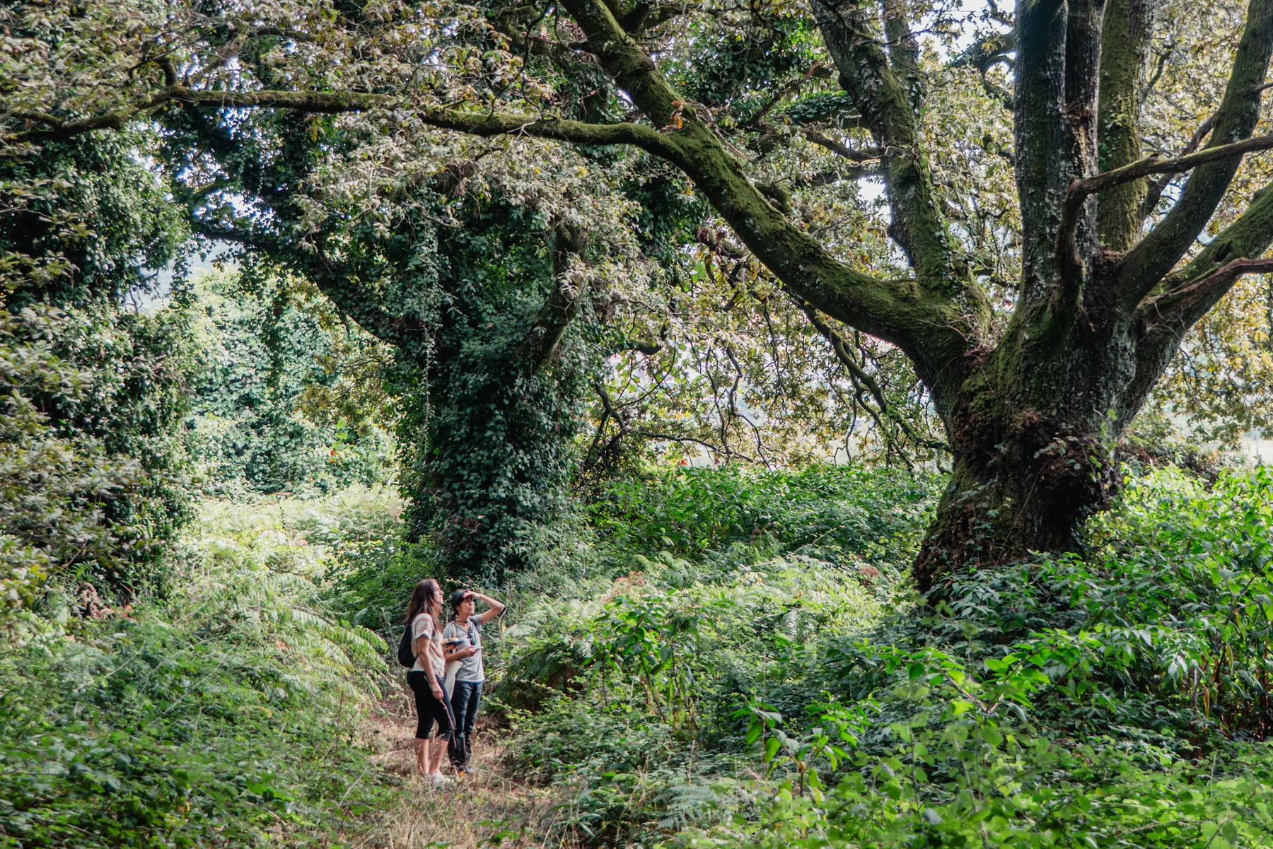 a giant oak protected by Verde