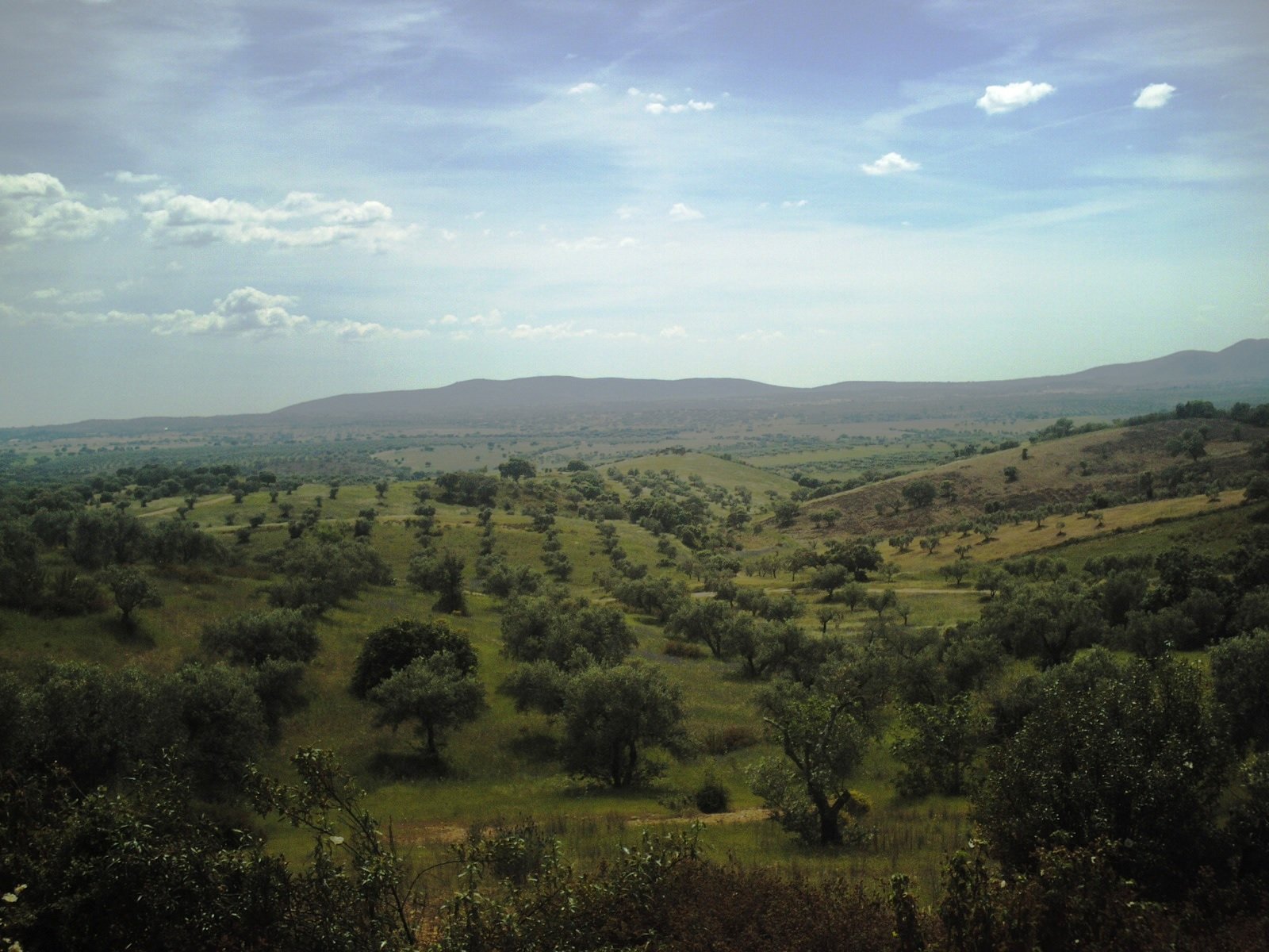 Open oak country in the Portuguese interior