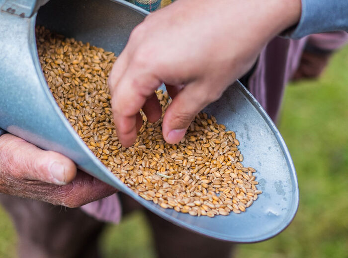 Barbela wheat