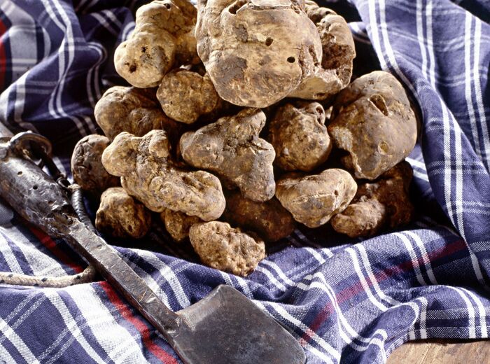 Desert truffles